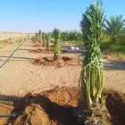 نخل للبيع جميع النواع انخل العربي سكري إخلاص برحي صقعي مجدول