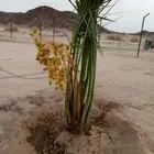 نخيل