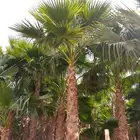 نخل واشنطني زينه