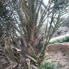جثايث اخلاص ممتازة