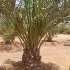 بيع نخل اخلاص سكري برحي منيفي سلج صقعي مجدول هلالي
