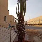 نخل مثمر للبيع ونخيل واشنطني سكري اخلاص صقعي مجدول