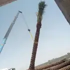 للبيع النخيل المثمر