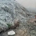 جريد نخل الحبة بريال الطرفية