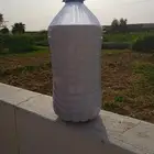 حليب ابقار طازج اعلاف طبيعيه من مزرعتنا