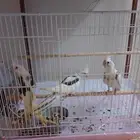 تم تم البيع