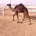 للبيع قعود