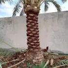 تكريب وقلع وغرس النخل والاشجار وكل شيء يخص الزراعه