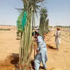 نخل مثمر اخلاص صقعي مجدول نخيل سكري هلالي منيفي عجوه