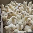 صوص لاحم روس