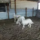 رخال صنف معرفات