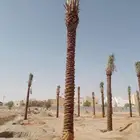 نخل للبيع جميع الاطوال متوفره