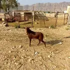 تيس فحل ادهم