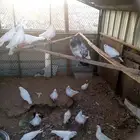 حمام قلاب ورقص 20 جوز