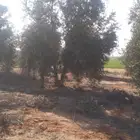 لدينا جميع انواع زيتون وجميع انواع انخل