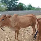 حسيلة سمينه للبيع