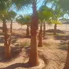 نخل نقوم بتوريد جميع انواع النخيل واشنطني وعربي