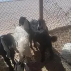 تيوس بلدي عوارض