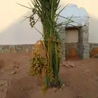 نخيل فسائل فراخه نخل للبيع مشكلات نادره. الزلفي اللغاط شقرا