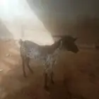 تيس ثني الموقع القنفذة