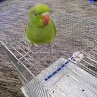 فرخ دره هندي أليف حمامه تم البيع