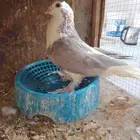 ذكر شيرازي