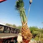 نخل للبيع جثايث نقايل صقعي مجدول سكري فسائل نخيل فروخ برني