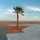 نخل واشنطني امريكي