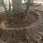 لشغل النخل تكريب وتنضيف وتوريد وتحويض