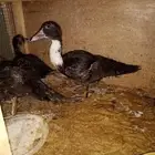 صوص بط بح (بريدة)