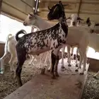 تيوس البييع مخصى
