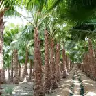 نخل واشنطني الرياض نخيل واشنطني وعربي