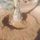 تحويض وتنضيف النخيل