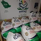 انتاج 600 افضل انواع الدجاج