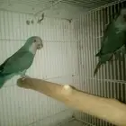 زوج كويكر منتج تحت بيض غير مخصب