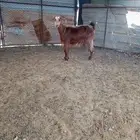 توها مولدت لعلم عن سنها لكن فوق الجذعه