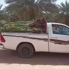 فسايل النخيل