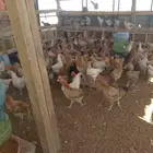 نعرض لكم دجاج بلدي بياض.