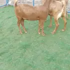 3 جفار محايليات دفيع