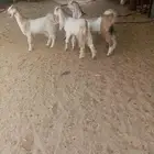 جفار للبيع جفر وجفرتين