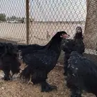 السلام عليكم ورحمه الله وبركاته