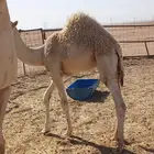 قعود فلل شحم مغلق