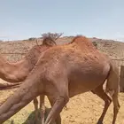 ابل ناقه