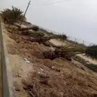 زراعه نخيل