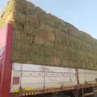 برسيم طبرجل شد كبير