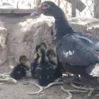 بطه للبيع بلدي