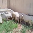 خروف حري صنف عمره صغير 11 شهر