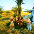 نخل مثمر نخيل نقايل واشنطني اخلاص سكري برحي صقعي شيشي هلالي