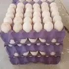 عرض بيض بط بكينى مخصب شرط