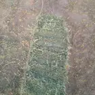 برسيم صافي حبه كبيره